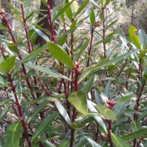 Tasmannia lanceolata at Bemboka, NSW - 13 Sep 2022