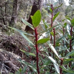 Tasmannia lanceolata at Bemboka, NSW - 13 Sep 2022