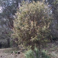 Pomaderris aspera (Hazel Pomaderris) at Bemboka, NSW - 12 Sep 2022 by mahargiani