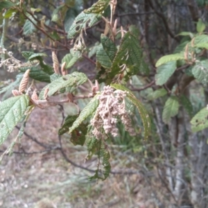 Pomaderris aspera at Bemboka, NSW - 13 Sep 2022