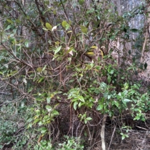 Olearia argophylla at Bemboka, NSW - 13 Sep 2022 10:00 AM