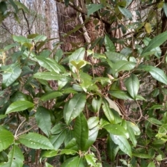 Olearia argophylla at Bemboka, NSW - 13 Sep 2022 10:00 AM