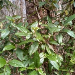 Olearia argophylla at Bemboka, NSW - 13 Sep 2022