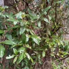 Olearia argophylla at Bemboka, NSW - 13 Sep 2022 10:00 AM