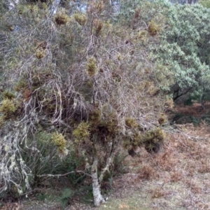 Lomatia myricoides at Bemboka, NSW - 13 Sep 2022 10:07 AM