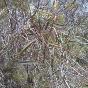 Lomatia myricoides at Bemboka, NSW - 13 Sep 2022 10:07 AM