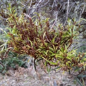 Lomatia myricoides at Bemboka, NSW - 13 Sep 2022