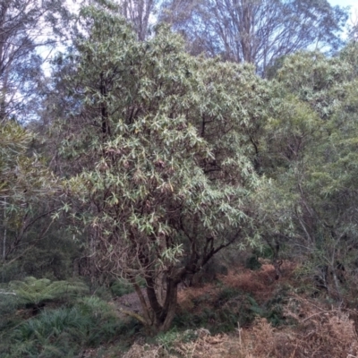 Bedfordia arborescens (Blanket Bush) at South East Forest National Park - 13 Sep 2022 by mahargiani