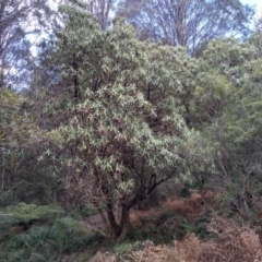 Bedfordia arborescens (Blanket Bush) at Bemboka, NSW - 13 Sep 2022 by mahargiani