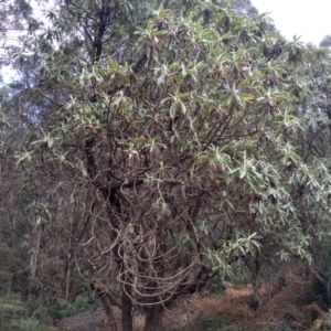 Bedfordia arborescens at Bemboka, NSW - 13 Sep 2022 10:08 AM