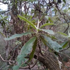 Bedfordia arborescens at Bemboka, NSW - 13 Sep 2022 10:08 AM