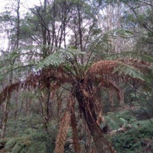 Dicksonia antarctica at Bemboka, NSW - 13 Sep 2022