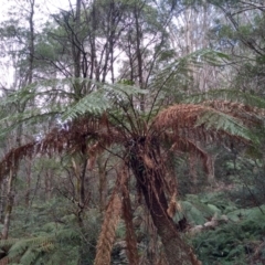 Dicksonia antarctica (Soft Treefern) at South East Forest National Park - 13 Sep 2022 by mahargiani