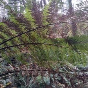 Dicksonia antarctica at Bemboka, NSW - 13 Sep 2022