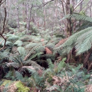 Dicksonia antarctica at Bemboka, NSW - suppressed