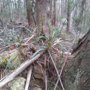 Dianella tasmanica at Bemboka, NSW - 13 Sep 2022