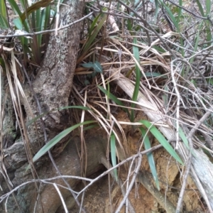 Dianella tasmanica at Bemboka, NSW - 13 Sep 2022 10:23 AM