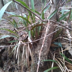 Dianella tasmanica at Bemboka, NSW - 13 Sep 2022 10:23 AM