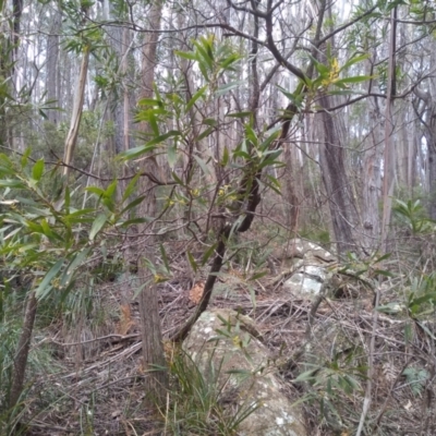 Acacia longifolia subsp. longifolia (Sydney Golden Wattle) at South East Forest National Park - 13 Sep 2022 by mahargiani