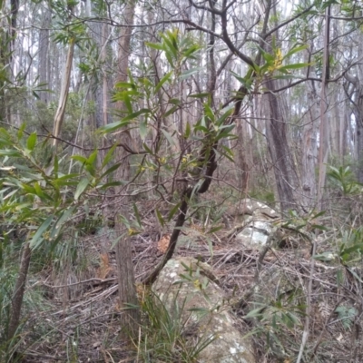 Acacia longifolia subsp. longifolia (sallow or Sydney golden wattle) at Bemboka, NSW - 13 Sep 2022 by mahargiani