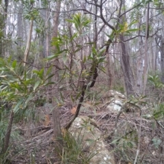 Acacia longifolia subsp. longifolia (Sydney Golden Wattle) at Bemboka, NSW - 13 Sep 2022 by mahargiani
