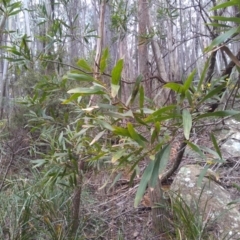 Acacia longifolia subsp. longifolia at Bemboka, NSW - 13 Sep 2022