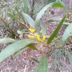 Acacia longifolia subsp. longifolia at Bemboka, NSW - 13 Sep 2022 10:26 AM