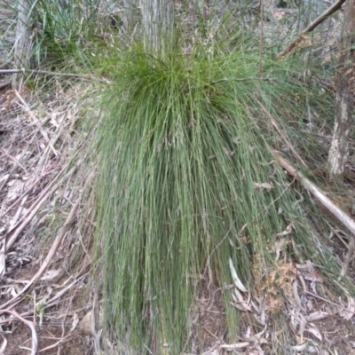 Xanthorrhoea sp. (Grass Tree) at South East Forest National Park - 13 Sep 2022 by mahargiani