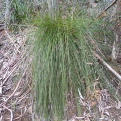 Xanthorrhoea sp. (Grass Tree) at South East Forest National Park - 13 Sep 2022 by mahargiani