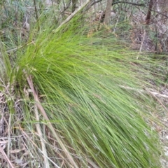 Xanthorrhoea sp. at Bemboka, NSW - 13 Sep 2022