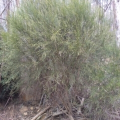 Choretrum candollei at Bemboka, NSW - 13 Sep 2022 by mahargiani