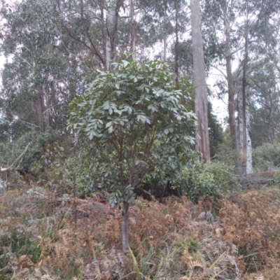 Polyscias sambucifolia subsp. decomposita (Ferny Panax) at Glenbog State Forest - 13 Sep 2022 by mahargiani