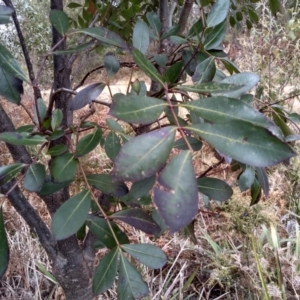 Polyscias sambucifolia subsp. decomposita at Steeple Flat, NSW - 13 Sep 2022