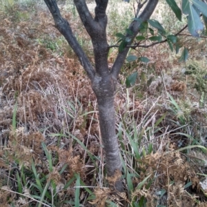 Polyscias sambucifolia subsp. decomposita at Steeple Flat, NSW - 13 Sep 2022