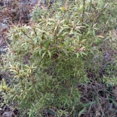 Leucopogon affinis (Lance Beard-heath) at Bemboka, NSW - 13 Sep 2022 by mahargiani