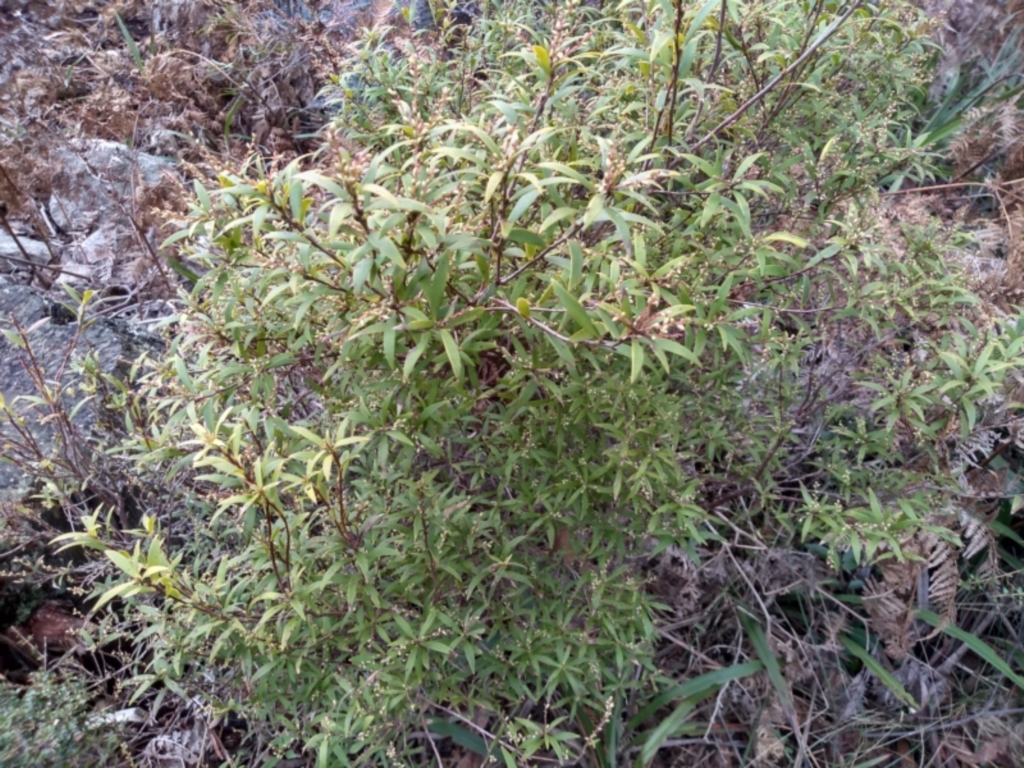 Leucopogon affinis at Bemboka, NSW - 13 Sep 2022