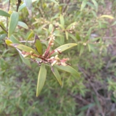 Leucopogon affinis at Bemboka, NSW - 13 Sep 2022 11:07 AM