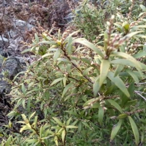 Leucopogon affinis at Bemboka, NSW - 13 Sep 2022 11:07 AM