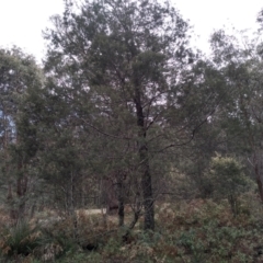 Acacia dealbata (Silver Wattle) at Glenbog State Forest - 13 Sep 2022 by mahargiani