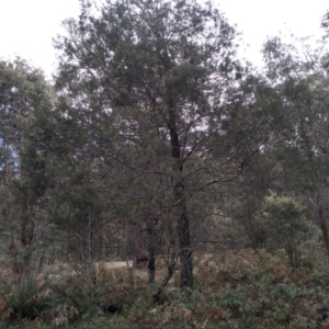 Acacia dealbata at Bemboka, NSW - 13 Sep 2022