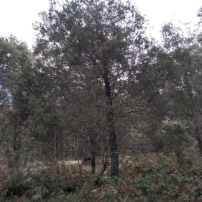 Acacia dealbata (Silver Wattle) at Glenbog State Forest - 13 Sep 2022 by mahargiani