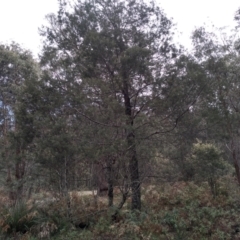 Acacia dealbata (Silver Wattle) at Bemboka, NSW - 13 Sep 2022 by mahargiani