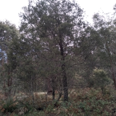 Acacia dealbata (Silver Wattle) at Bemboka, NSW - 13 Sep 2022 by mahargiani