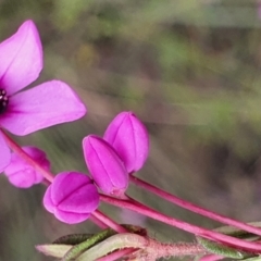 Tetratheca bauerifolia (Heath Pink-bells) at Gundaroo, NSW - 13 Sep 2022 by Gunyijan