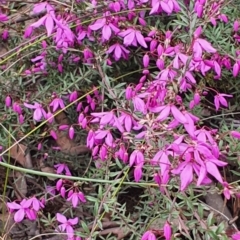 Tetratheca bauerifolia at Gundaroo, NSW - 13 Sep 2022 02:45 PM