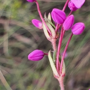 Tetratheca bauerifolia at Gundaroo, NSW - 13 Sep 2022 02:45 PM