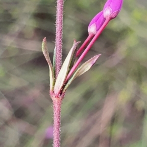 Tetratheca bauerifolia at Gundaroo, NSW - 13 Sep 2022 02:45 PM