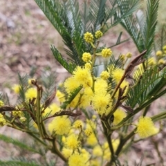 Acacia decurrens (Green Wattle) at Gundaroo, NSW - 13 Sep 2022 by Gunyijan