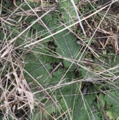 Salvia verbenaca var. verbenaca at Jerrabomberra, ACT - 18 Aug 2022