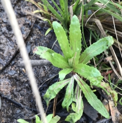 Epilobium ciliatum (A Willow Herb) at Mount Mugga Mugga - 18 Aug 2022 by Tapirlord